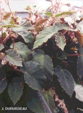 B. ‘Mabel Corwin’